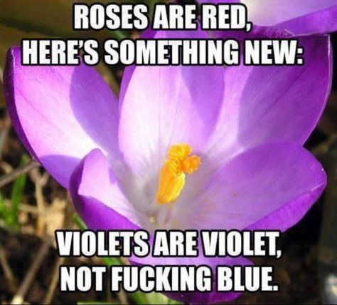 Roses Are Red Funny, Roses Are Red Poems, Funny Poems, Roses Are Red, Laughing So Hard, Bones Funny, The Words, Funny Cute, Purple Flowers