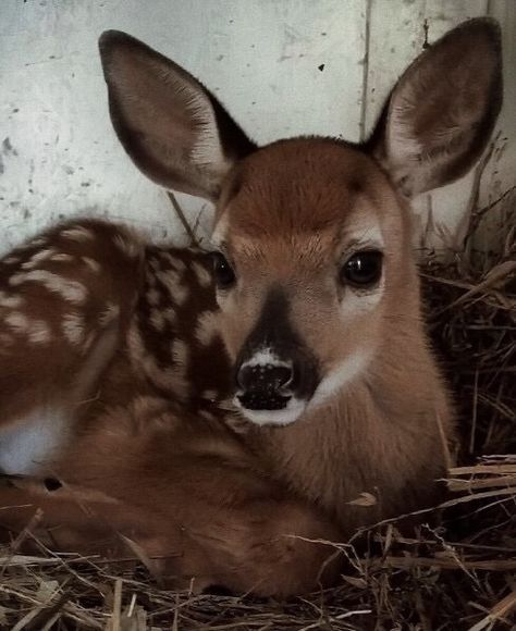 Primadonna Girl, Pretty Animals, Farmers Markets, Old Farmhouse, Baby Deer, Cute Creatures, Cute Little Animals, Animals Friends, Window Sill