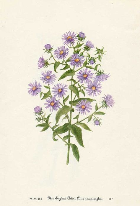 Arlo - Aster Aster Tattoo, Flor Tattoo, September Birth Flower, Flower Tattoo Drawings, Aster Flower, Flower Tattoo Shoulder, Flower Tattoo Arm, Flower Tattoo Sleeve, Flower Tattoo Designs