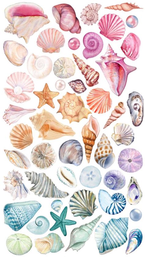 Shell Collage, Seashell Drawing, Beachy Wallpapers, Shell Drawing, Book Clip Art, Coral Watercolor, Mermaid Pictures, Scrapbook Background, Scrapbook Stickers Printable