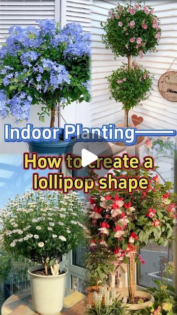 GardenHomeMania on Instagram: "How to make your plant into a lollipop shape #garden #plants #indoorplants #houseplants #homegarden #indoorgarden #gardening #gardeningtips" 1k Views, May 31, Indoor Garden, How To Make Your, Cottage Garden, Lollipop, Gardening Tips, Garden Plants, Planting