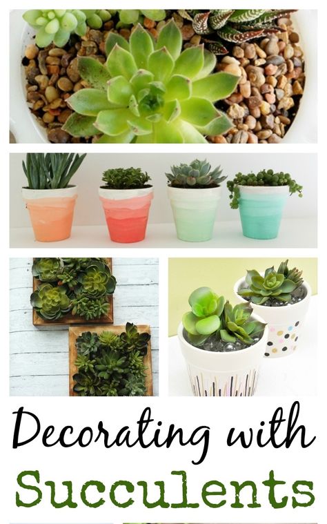 13 Ideas for Decorating with Succulents Succulents In Bathroom, Decorating With Succulents, Succulent Decorations, Easy Plants To Grow, Garden Junk, Ideas For Decorating, Shade Perennials, Cactus Decor, Diy Decorating