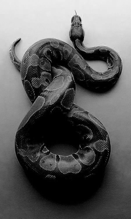 Snake Photos, Medusa Art, Pretty Snakes, Snake Wallpaper, 2160x3840 Wallpaper, Cute Snake, Snake Art, Beautiful Snakes, Black Phone Wallpaper