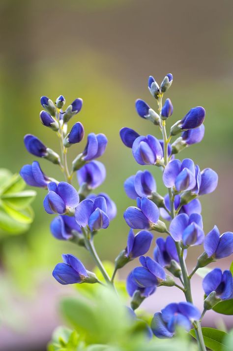 Indigo Tattoo Flower, False Indigo Tattoo, Wild Blue Indigo, Blue False Indigo, Indigo Flower Tattoo, False Indigo Plant, Indigo Core, Oklahoma Wildflowers, Cover Ups Tattoo