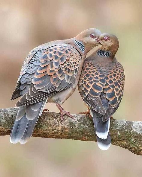 Oriental turtle dove (Streptopelia orientalis) / Tourterelle orientale / Image by pranjaljsaikia_indianbirds (Pranjal J. Saikia) from instagram Cute Pigeon, List Of Birds, Turtle Doves, Dove Pigeon, Turtle Dove, Dove Bird, Landscape Photography Nature, Pet Bird, Card Illustration