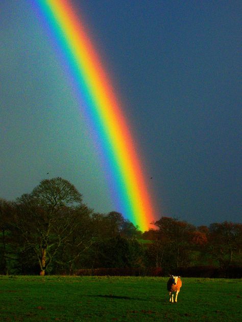 rainbow (colours enhanced) | I've enhanced the colours in th… | Flickr Rainbow Waterfall, Rainbow Images, Rainbow Pictures, Rainbow Photography, God's Promise, Rainbow Magic, Rainbow Sky, Image Nature, Rainbow Aesthetic