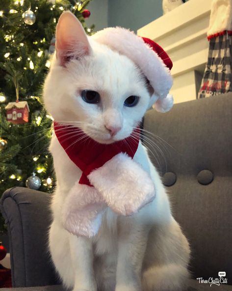 Cat Pfp, Aesthetic Cat, Aesthetic Christmas, Cats Funny, Christmas Cat, Cat Art, Talk About, Christmas Tree, Funny