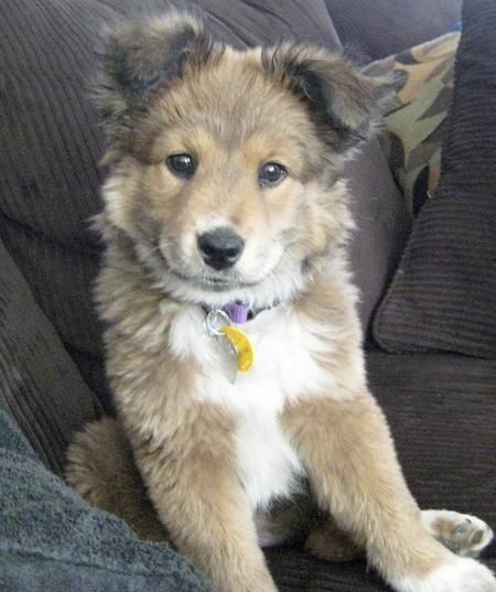 The Shollie, German Shepherd Collie mix Golden Retriever Husky Mix Puppies, Wallpaper Pug, Golden Retriever Husky Mix, Golden Retriever Husky, Golden Retriever Mix, Collie Mix, Husky Mix, Husky Puppy, Golden Retrievers