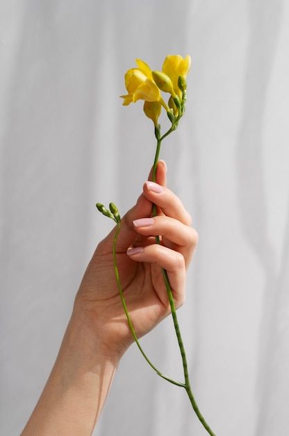 Hand Grabbing Flower Reference, Elegant Hand Poses, Hand Holding Flower Reference, Hand Holding Painting, Hand Holding Dandelion, Art Reference Hands, Hand Photo Reference, Hand Poses References, Hand Holding Reference