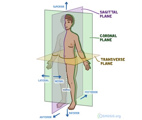 Anatomical position, or standard anatomical position, refers to the specific body orientation used when describing an individual’s anatomy Anatomical Position, Medical Projects, Easy Korean Words, Nurse Study Notes, Medical Student Study, Human Body Anatomy, Medical School Essentials, Human Anatomy And Physiology, Medical Anatomy