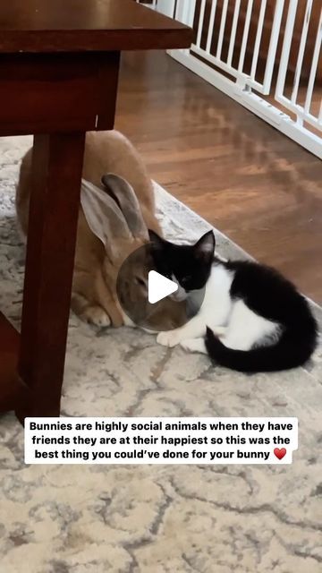 253K views · 52K likes | Cute Cats Of Instagram on Instagram: "Bunnies are highly social animals when they have friends they are at their happiest so this was the best thing you could’ve done for your bunny ♥️  Credit: beautiful fosterwithemily (tt) (*read below) ** 𝐍𝐨𝐭𝐞: we don’t own this video/pics, all rights go to their respective owners. If owner is not provided, tagged (meaning we couldn’t find who is the owner), 𝐩𝐥𝐬 𝐄𝐦𝐚𝐢𝐥 𝐮𝐬 with 𝐬𝐮𝐛𝐣𝐞𝐜𝐭 “𝐂𝐫𝐞𝐝𝐢𝐭 𝐈𝐬𝐬𝐮𝐞𝐬” and 𝐨𝐰𝐧𝐞𝐫 𝐰𝐢𝐥𝐥 𝐛𝐞 𝐭𝐚𝐠𝐠𝐞𝐝 𝐬𝐡𝐨𝐫𝐭𝐥𝐲 𝐚𝐟𝐭𝐞𝐫.  We have been building this community for over 6 years, but 𝐞𝐯𝐞𝐫𝐲 𝐫𝐞𝐩𝐨𝐫𝐭 𝐜𝐨𝐮𝐥𝐝 𝐠𝐞𝐭 𝐨𝐮𝐫 𝐩𝐚𝐠𝐞 𝐝𝐞𝐥𝐞𝐭𝐞𝐝, pls email us first. **" Funny Bunny Videos, Hairstyles Kids, Kitten Rescue, Funny Bunnies, Short Hair Older Women, Easter Hairstyles, Cat T, Packing Tips For Vacation, Dance Poses