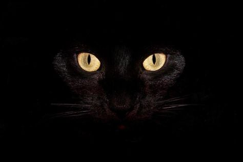 Pagan Desktop Wallpaper - Viewing Gallery Scary Halloween Backgrounds, Htc Wallpaper, 4k Wallpaper Android, Halloween Desktop Wallpaper, Android Wallpaper Black, Iphone 6 Plus Wallpaper, Kitten Wallpaper, Gatto Carino, Cats Iphone