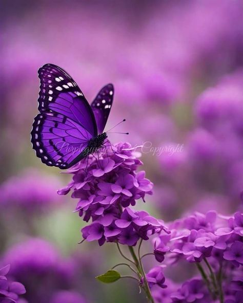 Butterfly Purple, Purple Butterfly, Butterflies, Purple, Dogs, Flowers, Animals, Quick Saves