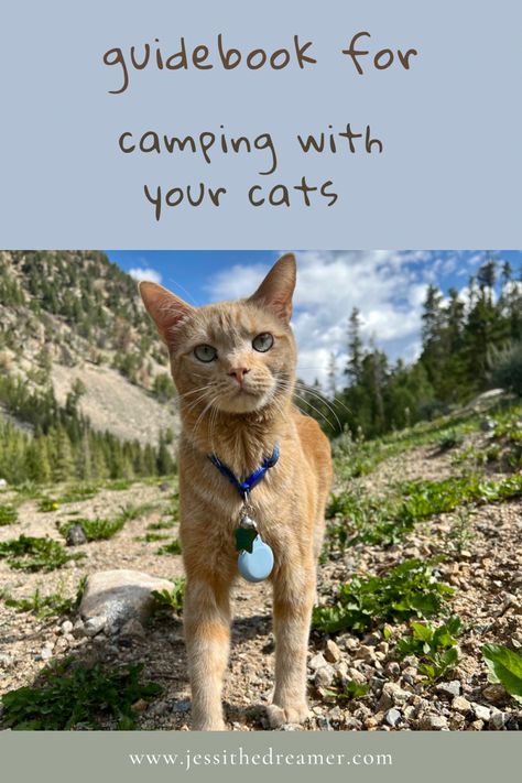 Camping with cats tips Cats Camping, Cat Camping, Taking Cat, Cats Tips, Camping With Cats, Cat Tent, Adventure Cat, Cat Backpack, Cat Carrier