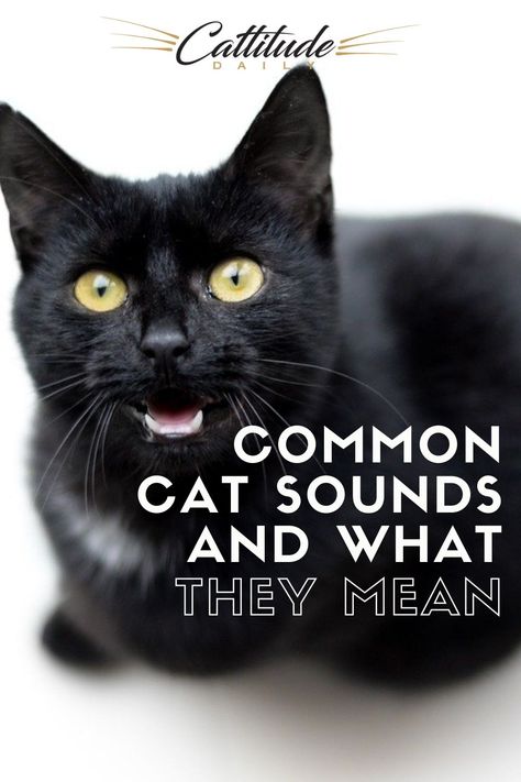 A cat’s ability to make different sounds is a key part in how they communicate with humans and other animals. A meow is never just a meow. And purring might not mean what you think it means. Here we break down a few common cat sounds to give you a better idea of what your talkative feline is trying to say. #cattitudedaily #meow #catfacts Cat Facts Funny, Cat Sounds, Cat Noises, Cat Spirit, Cat Tips, Animal Communication, Sweet Sayings, Mean Cat, Cat Language