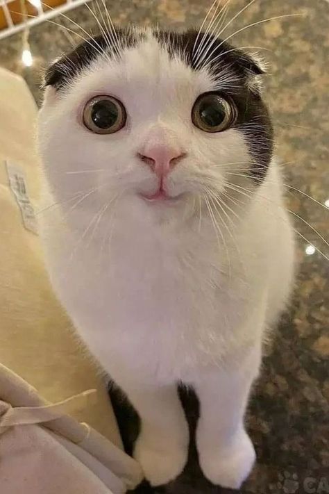 Funny Animal Faces, Funny Looking Cats, Funny Cat Faces, Funny Cat Wallpaper, Scary Cat, Cute Small Animals, Silly Cats Pictures, Cute Cats Photos, Funny Cats And Dogs