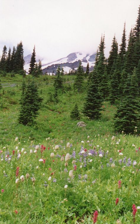 Washington Coast Aesthetic, Washington Forest, Summer In Washington State, Washington Summer, Washington Coast, Olympic Peninsula Aesthetic, Houses In Washington State, Washington Mountains Aesthetic, Washington State Spring