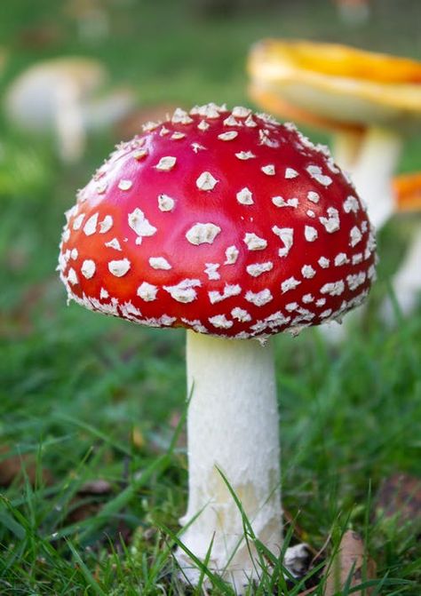 Close-up of Fly Agaric Mushroom on Field · Free Stock Photo Fly Agaric Mushroom, Poisonous Mushrooms, Mushroom Spores, Mushroom Kits, Mushroom Grow Kit, Fly Agaric, Lino Art, Mystical Forest, Grow Kit