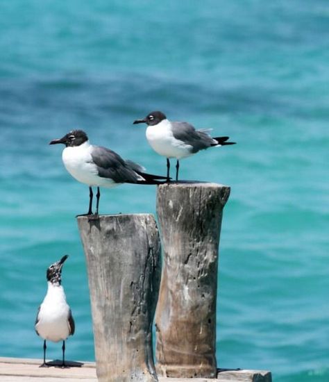 . Animals Tattoo, Regnul Animal, Coastal Birds, Water Birds, Image Nature, Caribbean Vacations, Shorebirds, Ocean Water, Sea Birds