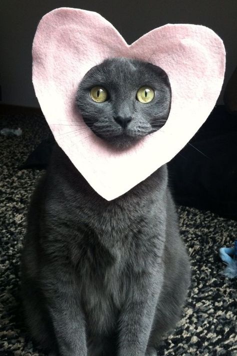 Valentines Day Cat, Cat Heart, Russian Blue Cat, Cat Valentine, Russian Blue, Cat Costumes, Blue Cats, Cats Meow, Crazy Cat Lady