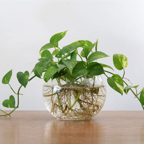 How To Propagate Pothos: A Simple Step-By-Step Guide Pathos Propagation Water, Pothos Cuttings In Water, Pothos Centerpieces, Pothos In Water Vase, Propagating Pothos, Propagate Pothos, Pothos In Water, Plant Propagation, Pothos Plant