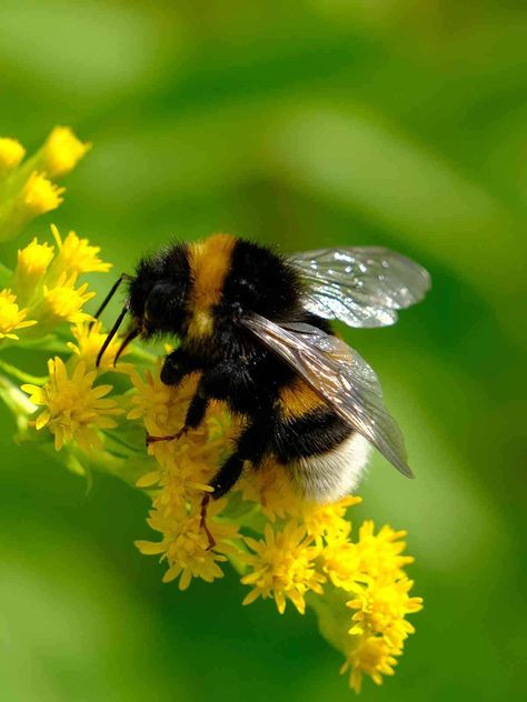 Bumble Bee Symbolism, bumblebee, meaning of bumblebee Bees On Flowers Photography, Bee Playing Violin, Cute Bee Aesthetic, Bumble Bee Symbolism, Bumblebee Photography, Bumble Bee Photo, Bee Symbolism, Bumblebee Insect, Bee Pollination