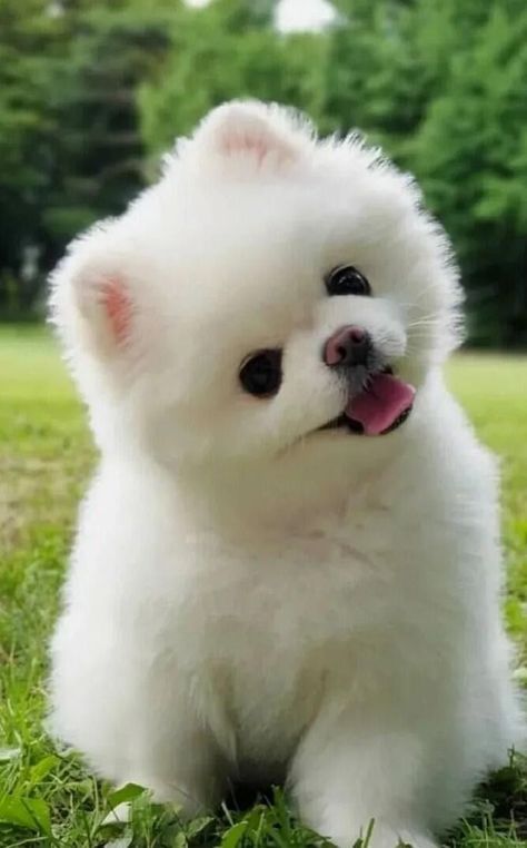 This is what a second chance can do for a dog. Cute Pomeranian Puppies, Anjing Poodle, Cute Fluffy Dogs, Cute Dog Wallpaper, Puppies Cute, Cute Dogs Images, Very Cute Puppies, Super Cute Puppies, Cute Small Animals