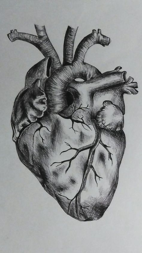 Drawings Of Hearts Sketches, Heart Drawing Realistic Sketch, Pen Heart Drawing, Art Gcse Drawings, Heart In Rib Cage Drawing, Abstract Heart Drawing, Beautiful Heart Drawing, Heart Charcoal Drawing, Human Heart Drawing Sketches