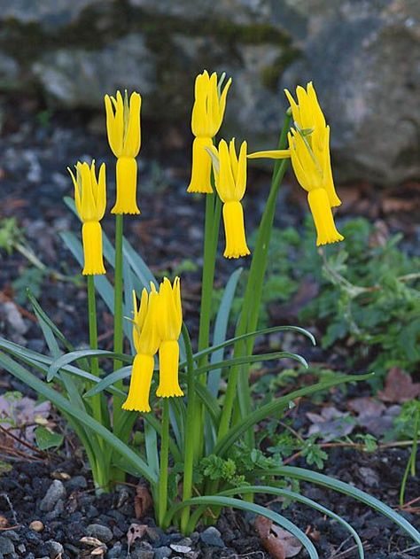 Alpine Flowers, Alpine Garden, Rock Flowers, Alpine Plants, Cottage Garden Plants, Unusual Plants, Unusual Flowers, Rare Flowers, Garden Club