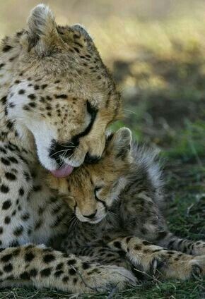 Touching Photos, Cheetah Cubs, Cheetahs, Large Cats, Heart Touching, Animal Planet, Animal Photo, Beautiful Cats, 귀여운 동물