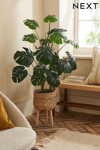 Living Room | Next UK Interior Plants Decoration, Indoor Plants Styling, Rattan Planters, Hallway Light Fixtures, Living Room Plants, Cheese Plant, Basket Wall Decor, Plant Decor Indoor, Bedroom Plants