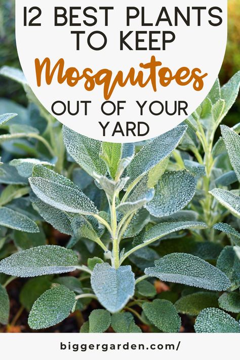 Discover 12 Best Plants to Keep Mosquitoes Out of Your Yard This Summer, including Plants That Keep Mosquitoes Away, Plants That Repel Bugs, and Plant That Repel Mosquitos. Explore Plants Against Mosquitos, Plants That Ward Off Mosquitos, and Mosquitoes Repellent Plants. Find Mosquito Porch Ideas and Plants For Bug Repellent and Mosquito Repellent. Mosquitoes Repellent Plants, Plants For Mosquitoes, Natural Ways To Get Rid Of Mosquitos, Best Plants To Repel Mosquitoes, Plants For Bug Repellent, Plants That Ward Off Mosquitos, What Plants Repel Mosquitos, Herbs That Repel Bugs, Yard Mosquito Repellent