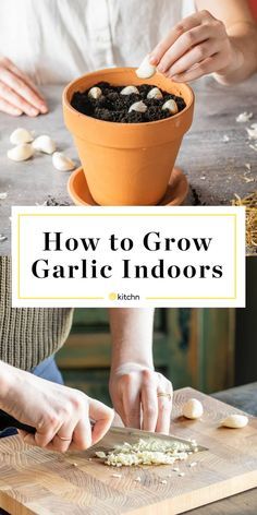 How to Grow Garlic From Garlic Cloves - Grow Garlic Indoors, Easiest Way | Kitchn Grow Onions From Scraps, Growing Garlic Indoors, Planting Garlic From Cloves, Planting Garlic Cloves, Growing Garlic In Containers, Growing Garlic From Cloves, Grow Garlic Indoors, Regrow Vegetables, Grow Garlic