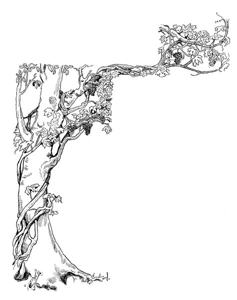 vintage images | Antique Images: Free Vintage Decorative Corner Design: Vintage Grape ... Vine Drawing, Vine Tattoos, White Illustration, Tree Illustration, Tree Drawing, Black And White Illustration, Drawing Tutorials, Art Tutorial, Book Of Shadows