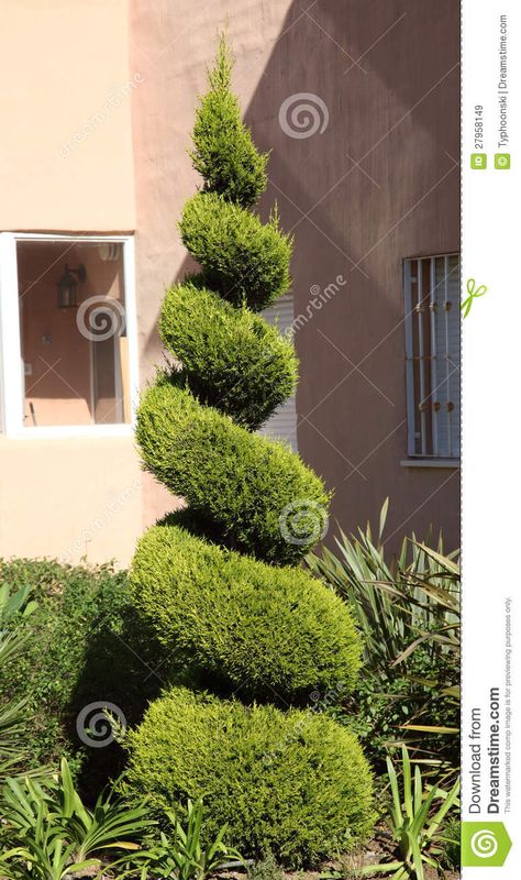 Juniper Plant, Spiral Topiary, Boxwood Landscaping, Geometric Tree, Terrace Garden Ideas, Spiral Tree, Florida Landscaping, Topiary Tree, Yard Garden Design