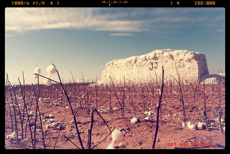 Lubbock Texas Cotton Crop Module Harvest KJ11606 by Dallas Photographer David Kozlowski, via Flickr Texas Aesthetic, Fresh Photography, Cotton Gin, Texas Things, Seventh Generation, Texas Bluebonnets, Lubbock Texas, Texas Towns, Dallas Photographers