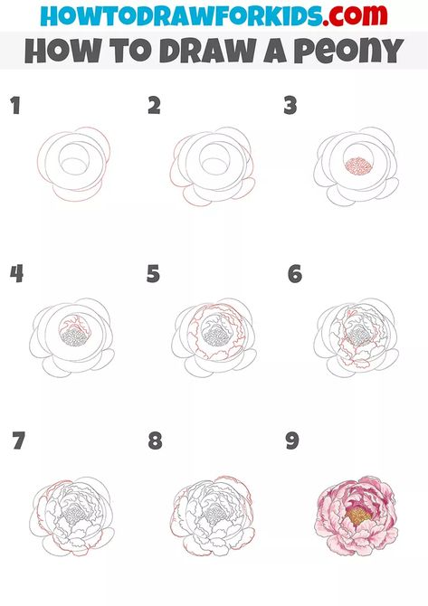 How to Draw a Peony - Easy Drawing Tutorial For Kids Draw A Peony, Peony Drawing, Peony Illustration, Peony Art, Flower Drawing Tutorials, Easy Drawing Tutorial, Drawing Tutorials For Kids, Peony Painting, Flower Art Drawing