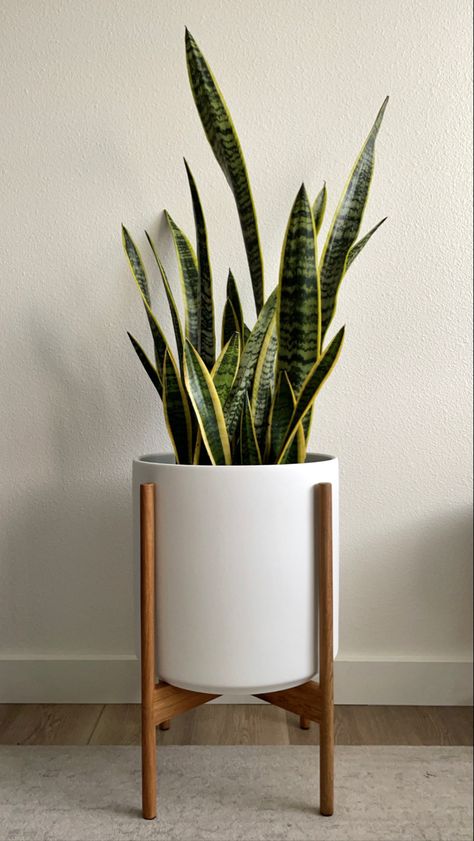 Snake Plant Home Decor, Snake Plant In Living Room, Fake Snake Plant, Snake Plant Styling, Snake Plant Indoor Decor Ideas, Bedroom Snake Plant, Indoor Plants Low Maintenance, Snake Plant In Bathroom, Snake Plant Bedroom Decor