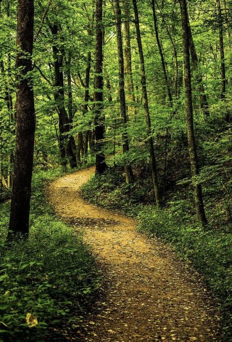 Green Forest Background, Forest Green Background, The Cascades, Forest Background, Forest Path, Green Forest, Walk In The Woods, Tree Forest, Forest Landscape