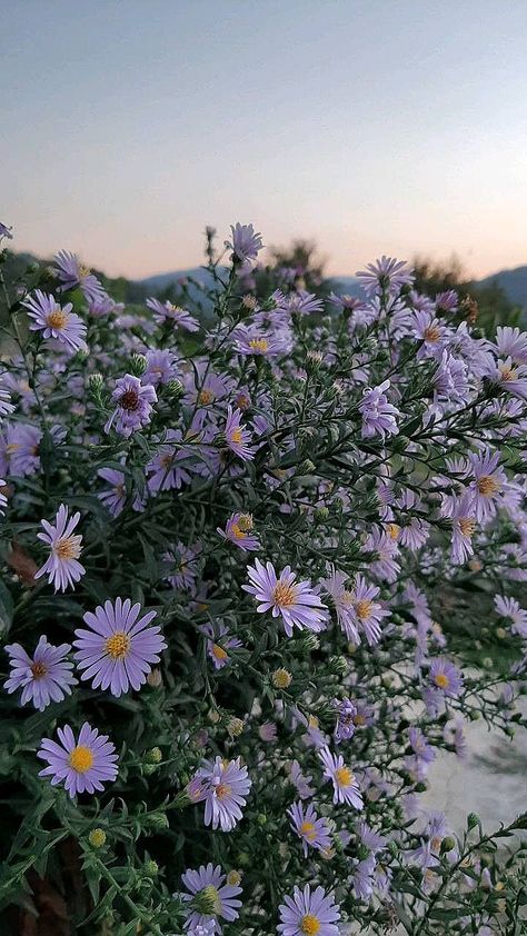 Minimalist Desktop Wallpaper, Aster Flower, Lavender Aesthetic, Flowers Photography Wallpaper, Spring Wallpaper, Lilac Flowers, Photography Wallpaper, Beautiful Backgrounds, Cute Backgrounds