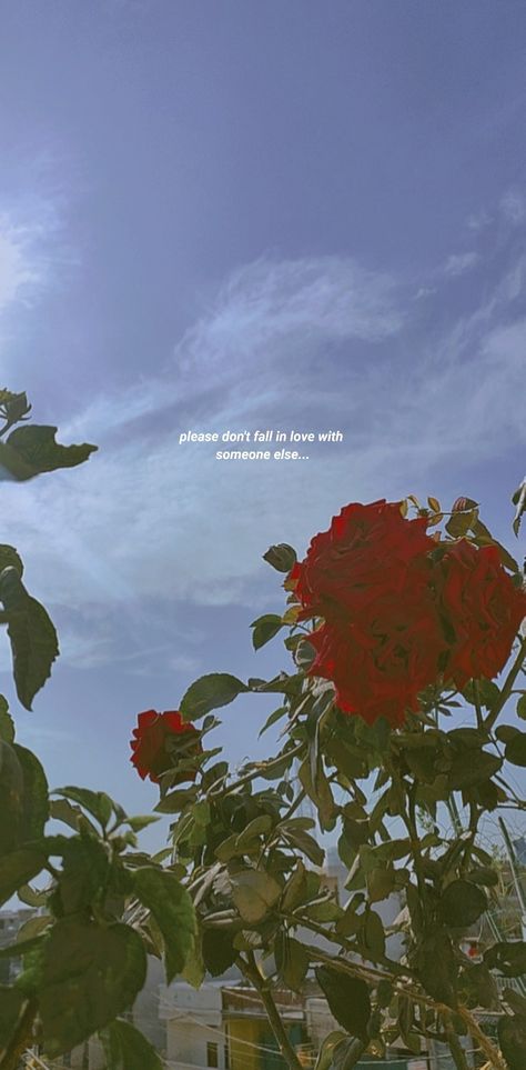 Dont Fall In Love Aesthetic, Fall In Love Wallpaper, Fall In Love Aesthetic, In Love Wallpaper, In Love Aesthetic, Don't Fall In Love, Best Positive Quotes, Love Aesthetic, Dont Fall In Love