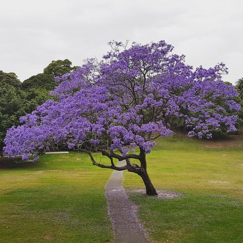 The flowering Jacaranda tree in spring Clematis Paniculata, Purple Flowering Tree, Jacaranda Tree, Tree Identification, Flowering Tree, Specimen Trees, Purple Trees, Deciduous Trees, Blade Runner