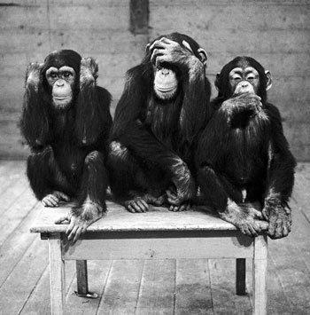 The famous monkey trio Humor Animal, Three Monkeys, Three Wise Monkeys, Monkey Pictures, Wise Monkeys, Monkey Art, See No Evil, No Evil, Tv Movie