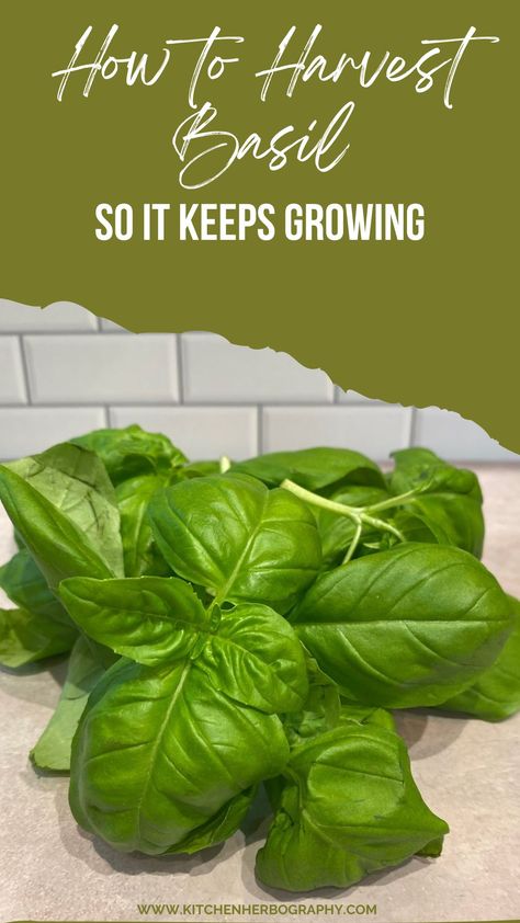 Your beautiful new basil plant is calling your name. With large leaves and an aroma that has inspired your menu for the week, you can’t wait to start harvesting. But you are unsure how to pick basil leaves while ensuring your plant continues to thrive? How To Harvest Basil From Plant, Saving Basil Leaves, Picking Basil Leaves, How To Save Fresh Basil Leaves, When To Plant Basil Seeds, How To Harvest Basil Leaves, Harvesting Basil How To, How To Preserve Basil Leaves, How To Pick Basil From Plant