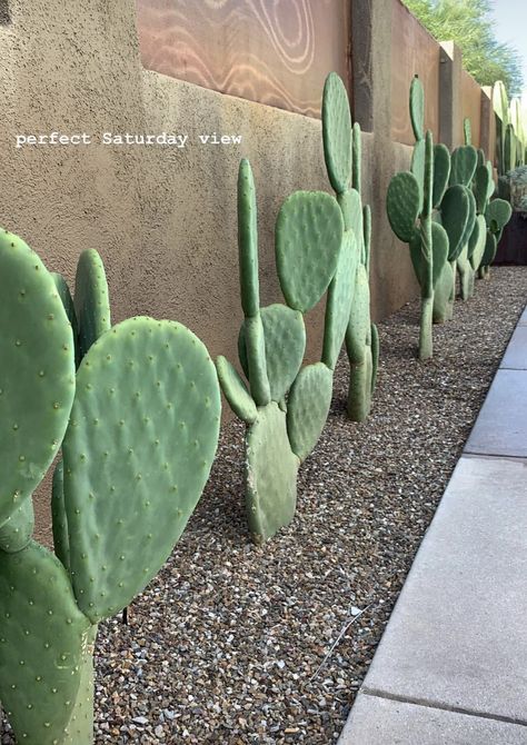 Gravel Garden Path, Gravel Garden Ideas, Garden Ideas Patio, Cactus Garden Design, Desert Landscaping Backyard, Gravel Gardens, Desert Landscape Design, Stone Pathways, Desert Backyard