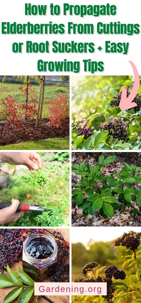 Elderberry Cuttings, Elderberry Growing, Elderberry Plant, Elderberry Flower, Elderberry Bush, Elderberry Recipes, Wild Food Foraging, Homestead Gardens, Growing Tips