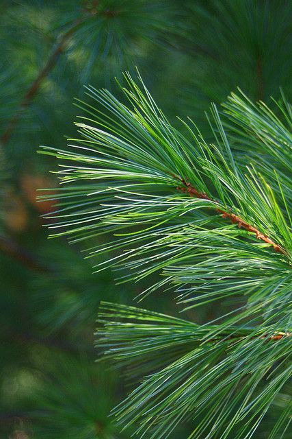 /\ /\ Pine Tree Leaves, Pine Leaves, Pine Photography, Pine Green, Pine Tree Reference, Fir Tree Aesthetics, Pine Needle Tree, Pine Trees, Ancient Bristlecone Pine Forest