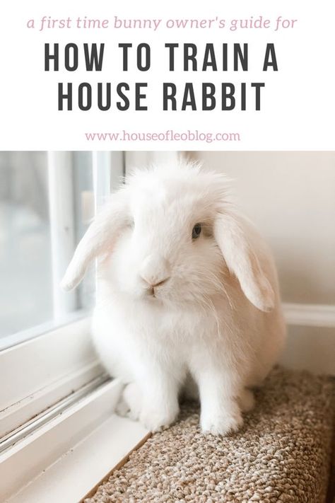 HOW TO TRAIN A HOUSE RABBIT How To Tame A Rabbit, Cute Rabbit House Ideas, Rabbit Litter Training, How To Litter Train A Rabbit, How To Potty Train A Bunny, Rabbit Home Ideas, Litter Box Training Rabbits, Pet Bunny Set Up, Litter Training Rabbits