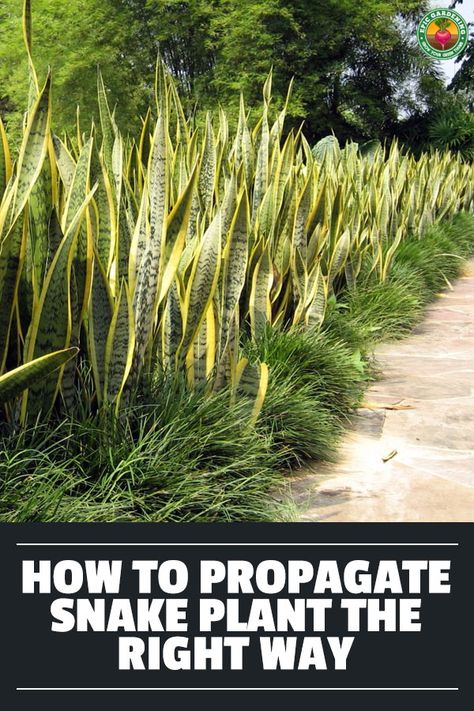 Snake plant propagation is a great way to double your garden. Learn what to do and what not to do with our guide to propagation techniques! via @epicgardening Snake Plant Garden Ideas, Snake Plant Landscaping Ideas, Snake Plant Outdoor Landscape, Snake Plant Landscaping, Snake Plants Outdoors, Snake Plant Garden, Raised Garden Beds Ideas, Garden Beds Ideas, Mother In Law Plant