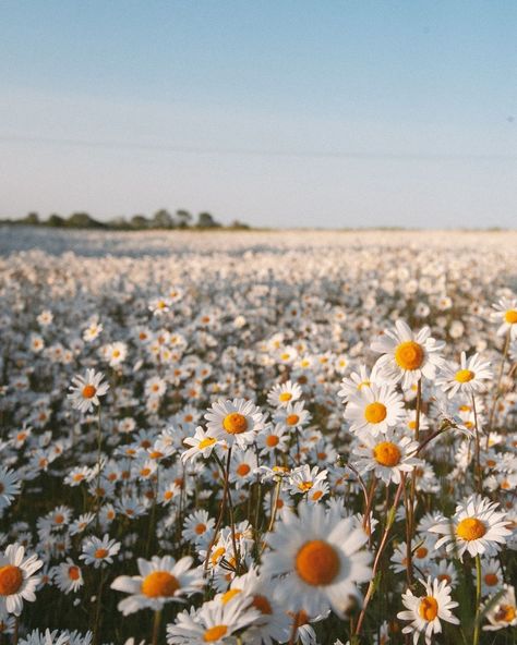 Hannah | This time last year, I will find another field of Daisies again this year because my goodness they’re pretty 😍 | Instagram Daisy Asthetic Picture, Addy Core, Kaitlyn Core, Daisies Aesthetic, Daisies Field, Daisy Fields, Sabrina Carpenter Album, Field Of Daisies, Lucy Pevensie